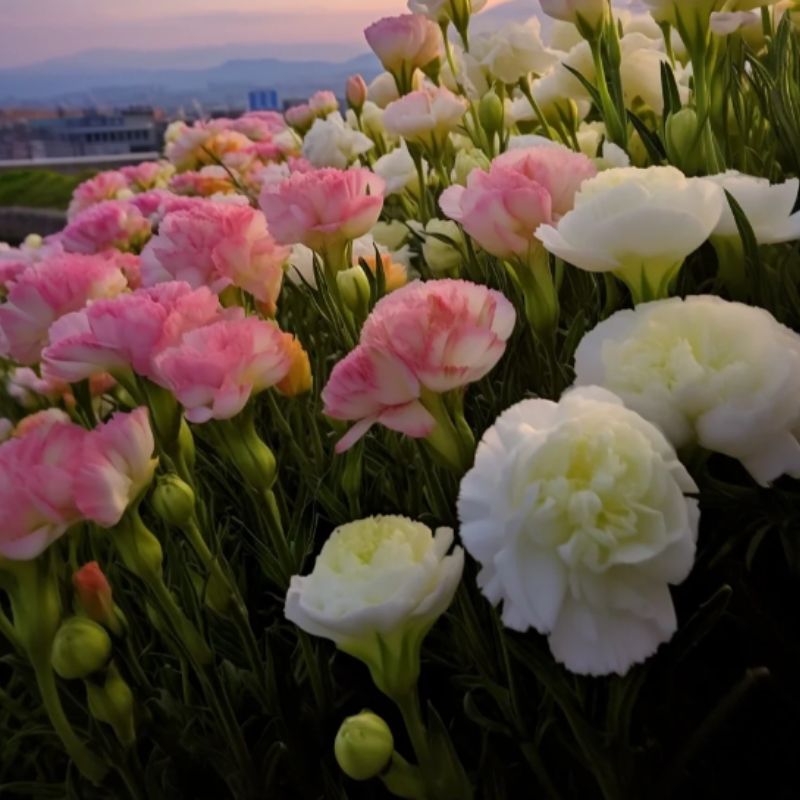 🌺LISIANTHUS - AMOUR SINCÈRE 