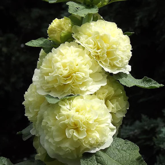 Graines de rose trémière double 