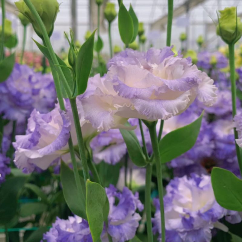 🌺LISIANTHUS - AMOUR SINCÈRE 