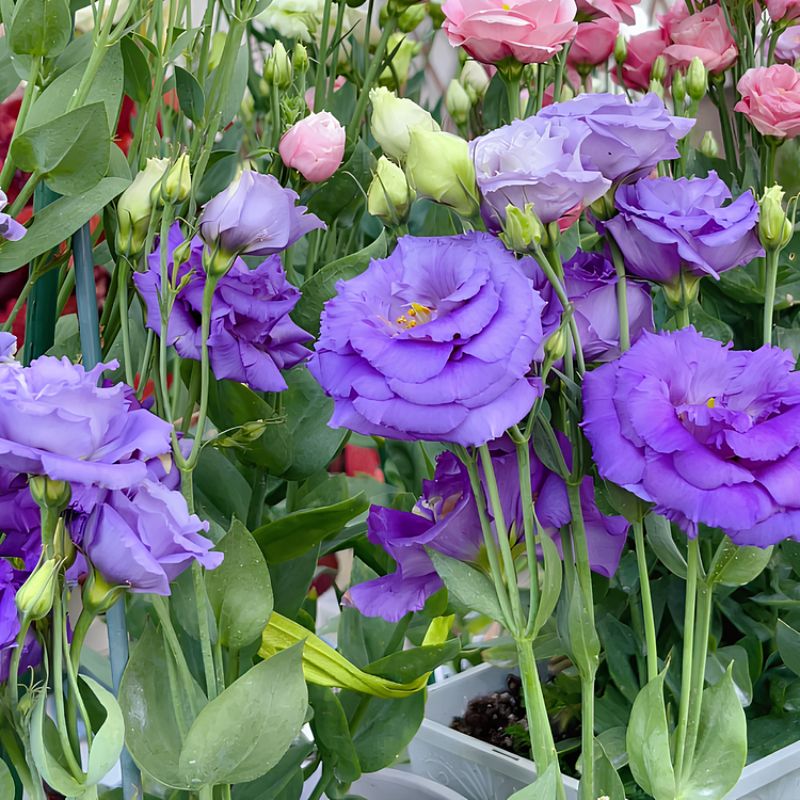 🌺LISIANTHUS - AMOUR SINCÈRE 