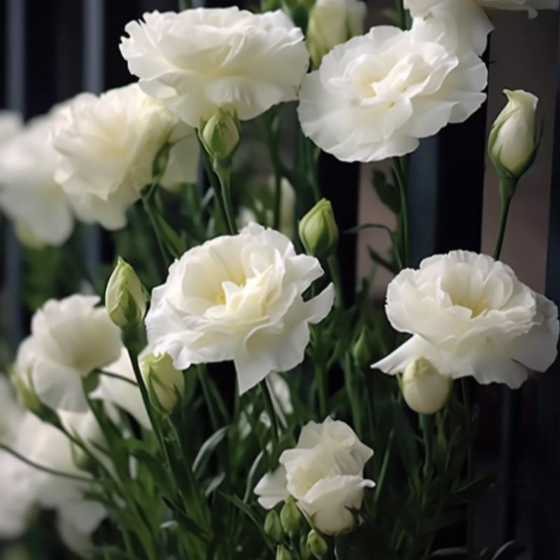 🌺 LISIANTHUS - AMOR SINCERO