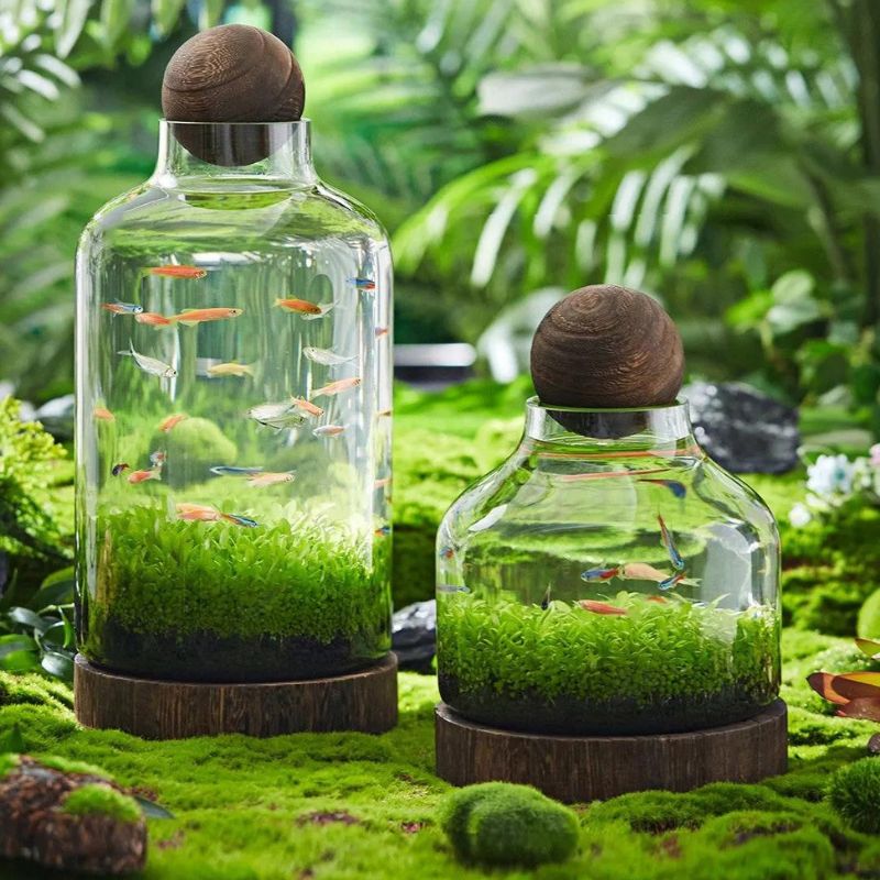 🌿GRAINES DE PLANTES AQUATIQUES POUR RÉSERVOIR DE POISSON PURIFICATEUR D'AIR 