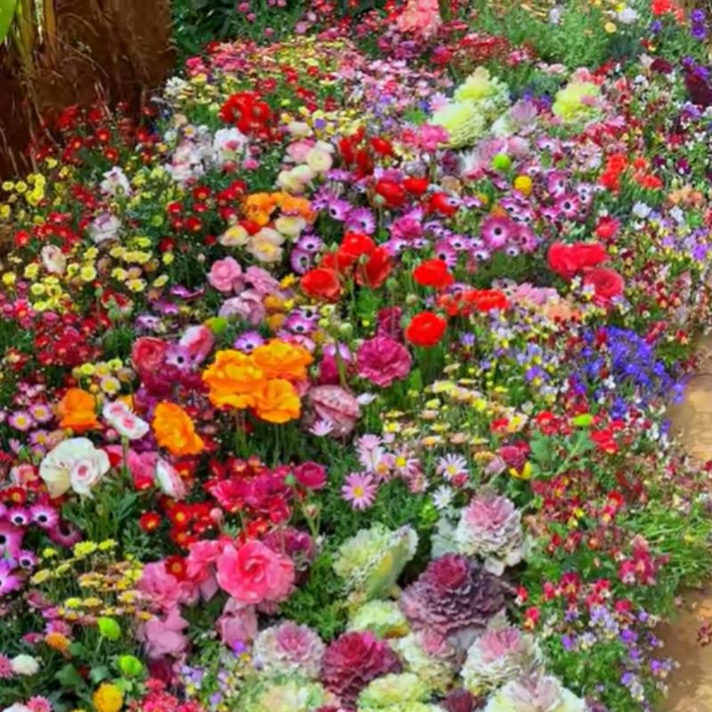 Mélange de graines de fleurs sauvages