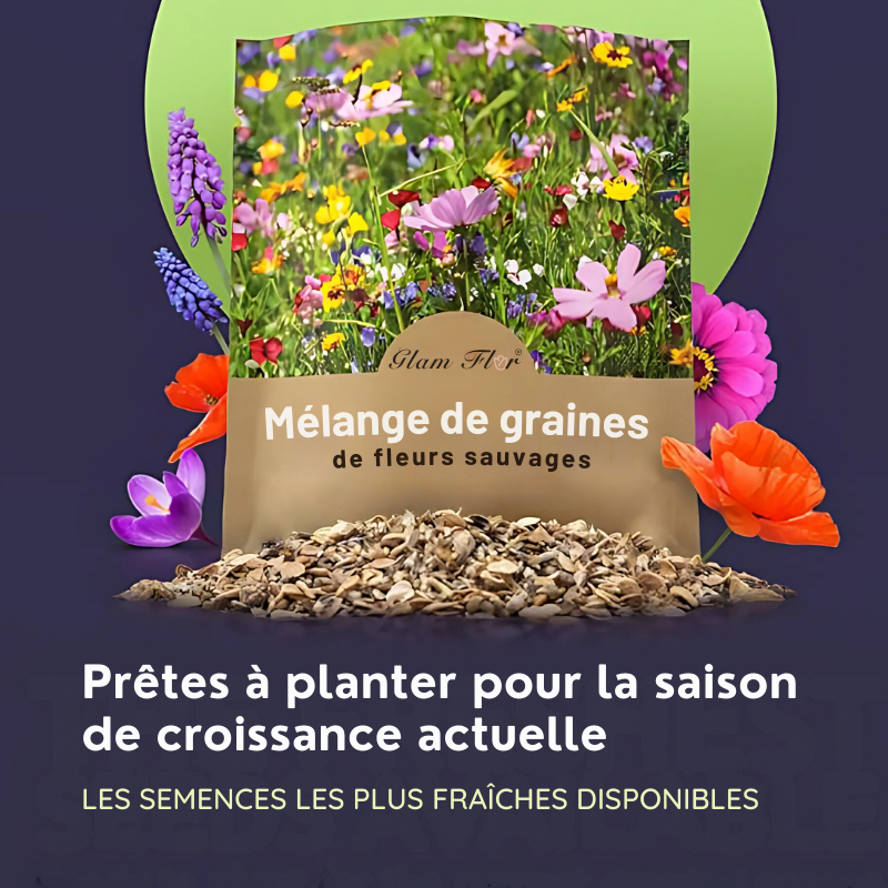 Graines de fleur sauvage mixte Glamflor