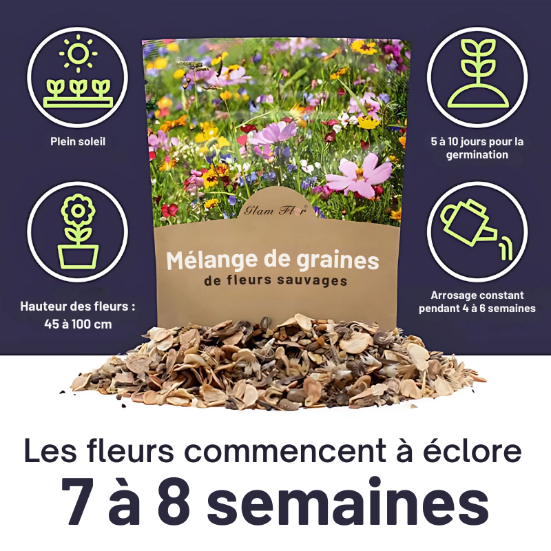 Graines de fleurs sauvages mixtes