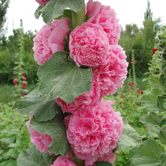 Graines de rose trémière double 