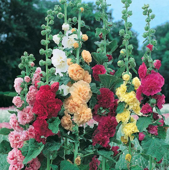 Graines de rose trémière double 